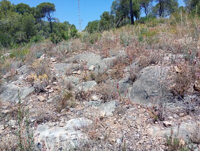 Sedion micrantho-sediformis