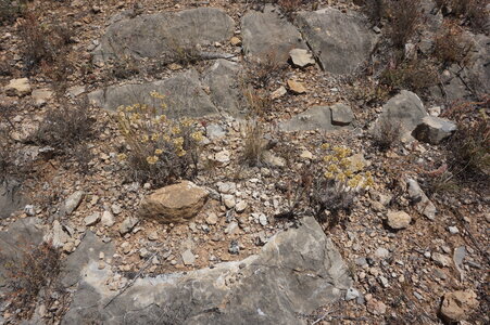 Sedion micrantho-sediformis