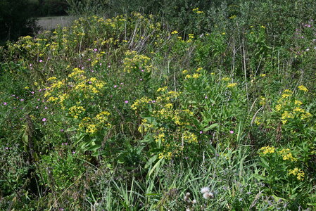 Senecionion fluviatilis