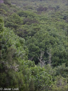 Pruno-Lauretalia azoricae