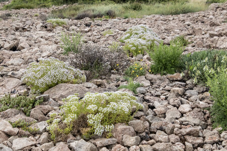 Eastern Mediterranean base-rich scree