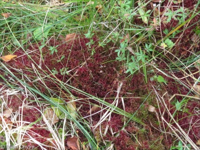 Extremely rich moss-sedge fen