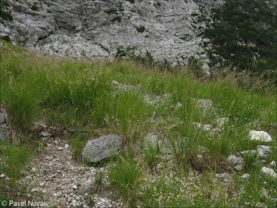 Stipion calamagrostis