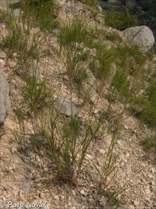 Stipion calamagrostis