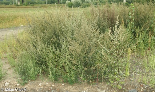 Tanaceto vulgaris-Artemisietum vulgaris