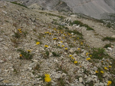 Temperate high-mountain base-rich scree and moraine