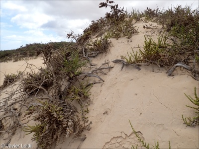 Macaronesian coastal dune scrub