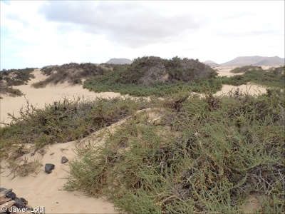 Macaronesian coastal dune scrub