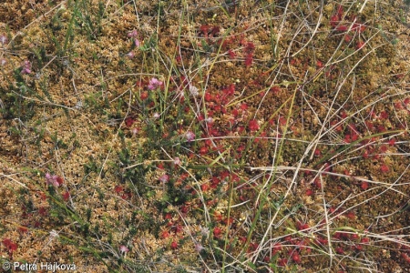 Oxycocco palustris-Ericion tetralicis