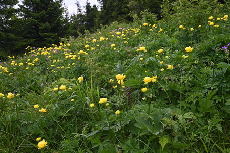 Poo alpinae-Trisetetalia