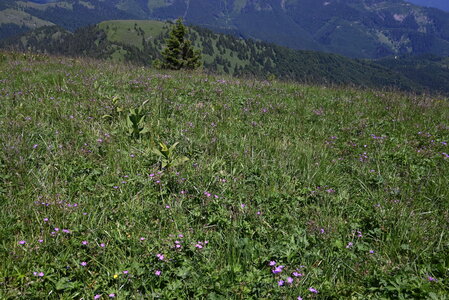 Poo alpinae-Trisetetalia