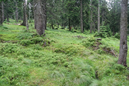 Pinus and Larix mire forest