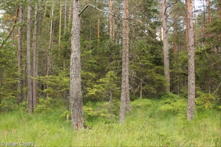 Pinus and Larix mire forest