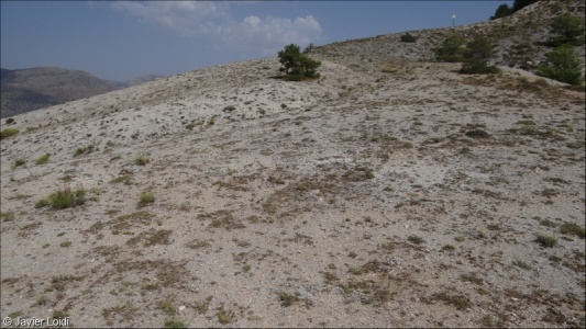 Spiny Mediterranean heaths