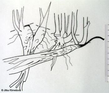 Aconitum lycoctonum subsp. lycoctonum – oměj vlčí mor pravý