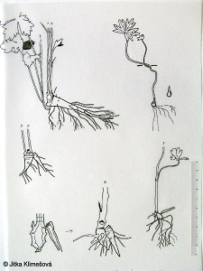 Aconitum napellus agg. – okruh oměje šalamounku