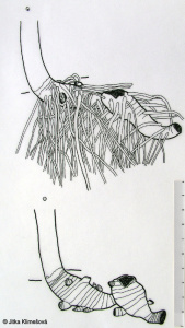 Adenostyles alliariae – havez česnáčková