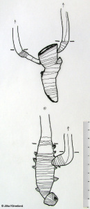 Adenostyles alliariae – havez česnáčková