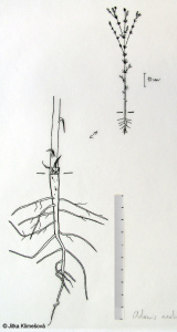 Adonis aestivalis subsp. aestivalis – hlaváček letní pravý