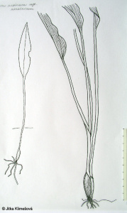 Allium ursinum subsp. ucrainicum – česnek medvědí ukrajinský
