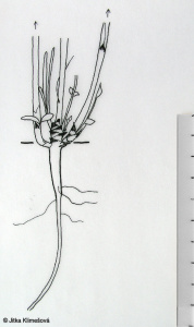Anthyllis vulneraria – úročník bolhoj