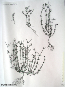 Arenaria serpyllifolia agg. – okruh písečnice douškolisté