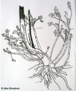 Artemisia vulgaris agg. – okruh pelyňku obecného