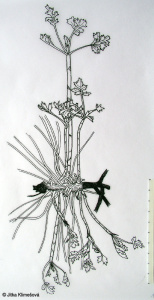 Artemisia vulgaris – pelyněk černobýl