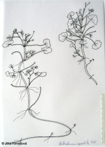 Ranunculus aquatilis – lakušník vodní