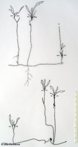 Biscutella laevigata subsp. varia – dvojštítek hladkoplodý proměnlivý