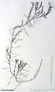 Brachypodium pinnatum agg. – okruh válečky prapořité