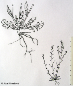 Capsella bursa-pastoris – kokoška pastuší tobolka
