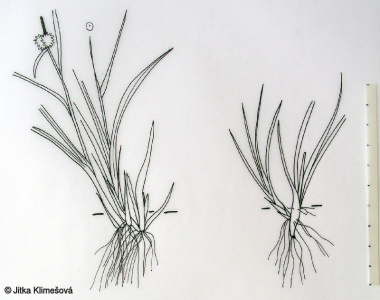 Carex flava var. alpina – ostřice rusá alpínská