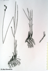 Carex leporina – ostřice zaječí