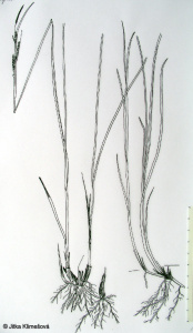 Carex nigra subsp. nigra – ostřice obecná pravá