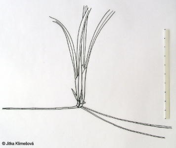 Carex pilosa – ostřice chlupatá