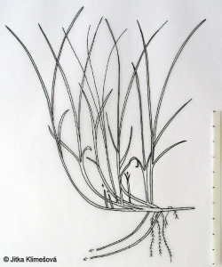 Carex supina – ostřice drobná