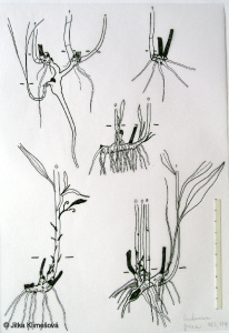 Centaurea jacea – chrpa luční