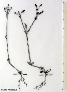 Cerastium pumilum agg. – okruh rožce nízkého