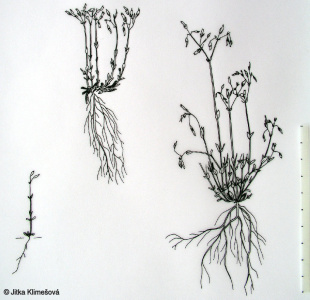 Cerastium semidecandrum – rožec pětimužný