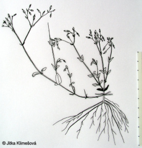 Cerastium semidecandrum subsp. semidecandrum – rožec pětimužný pravý