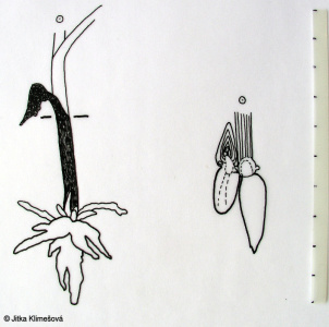 Coeloglossum viride – vemeníček zelený