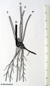 Cortusa matthioli subsp. moravica – kruhatka Matthiolova moravská