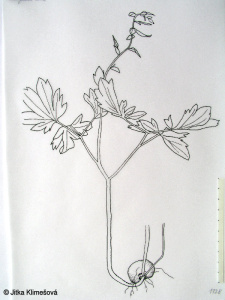Corydalis cava subsp. cava – dymnivka dutá pravá
