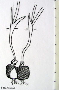 Corydalis solida subsp. solida – dymnivka plná pravá