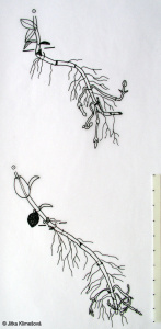Epilobium anagallidifolium – vrbovka drchničkolistá