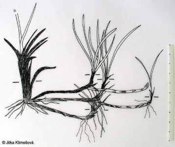 Eriophorum angustifolium – suchopýr úzkolistý