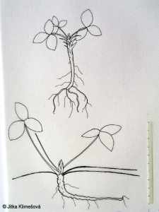Fragaria viridis – jahodník trávnice