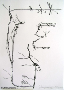 Galium sylvaticum agg. – okruh svízele lesního