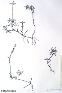 Gentiana verna subsp. verna – hořec jarní pravý